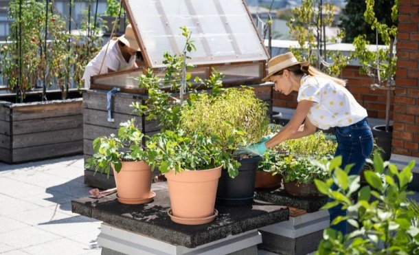 Best Small-Space Garden Ideas for Beginners