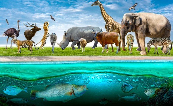 Respect Culture, Wildlife, and Nature