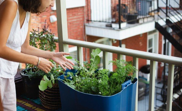 Urban Gardening Ideas That Make Small Spaces Bloom